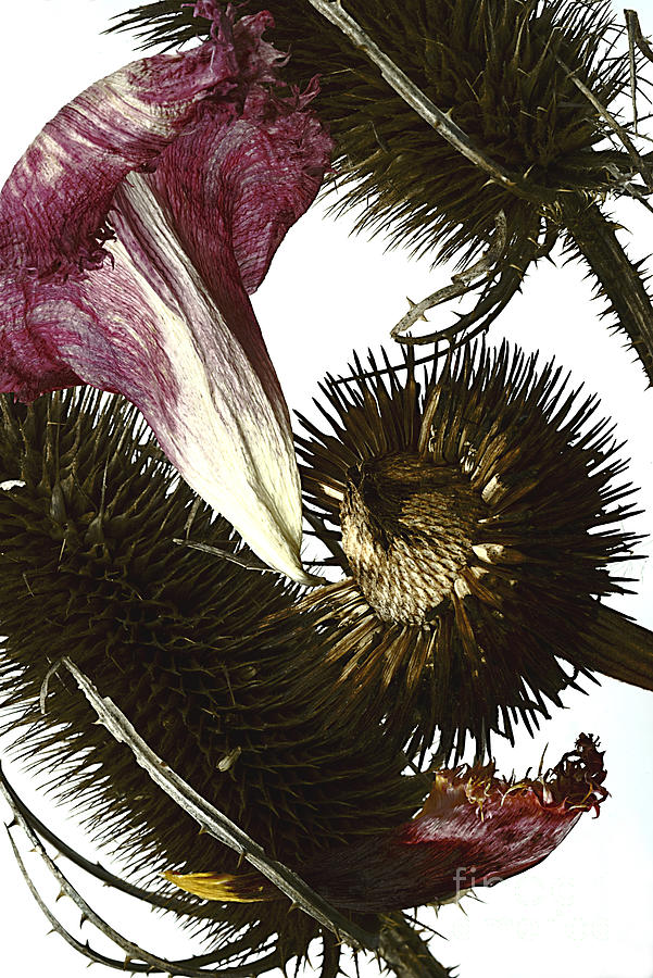 Still Life With Dry Thistle. Photograph