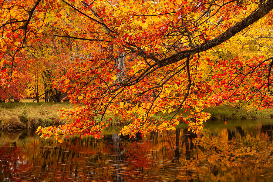 Autumn Branches And Streaking River Photograph by Irwin Barrett