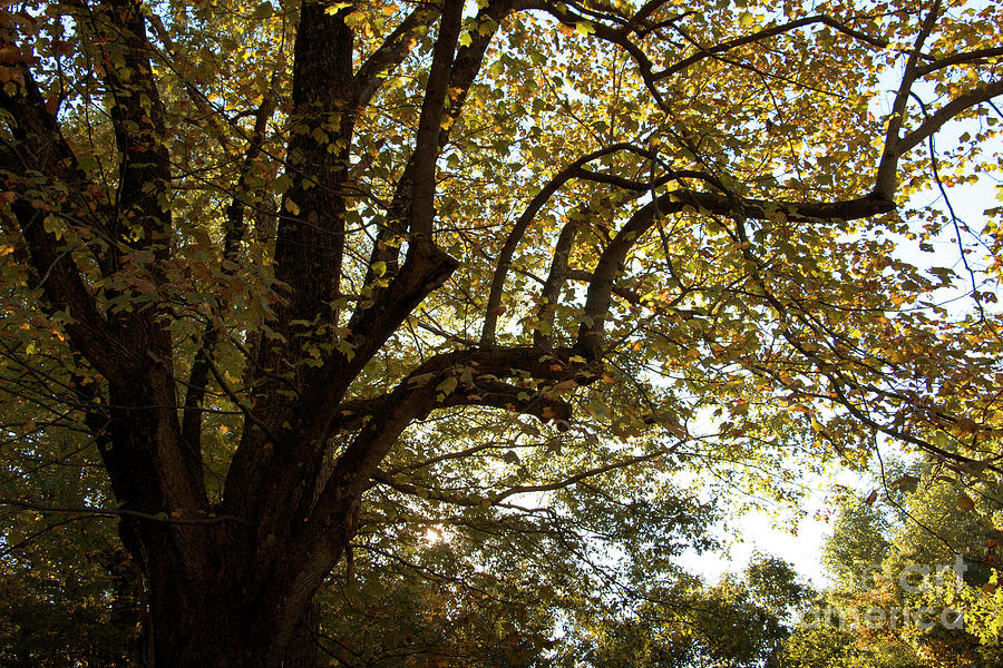 Autumn Branches Photograph by Rebecca Davis