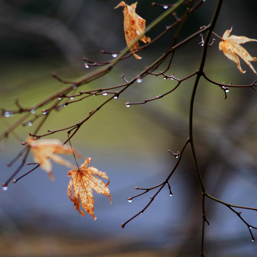 Autumn Breeze Photograph by Evelyn Espaillat