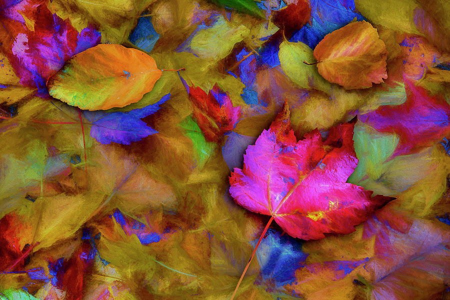 Autumn Breeze Photograph by Paul Wear