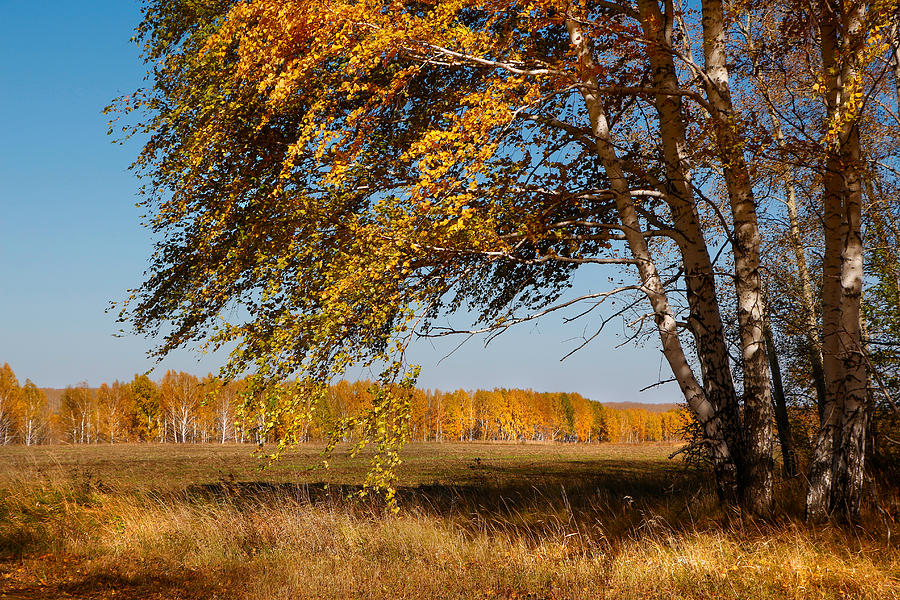 Autumn Breeze Photograph by Victor Kovchin