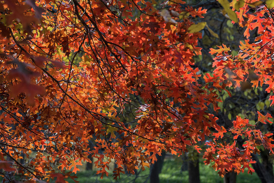 Autumn Brilliance Photograph by Lea Rhea Photography
