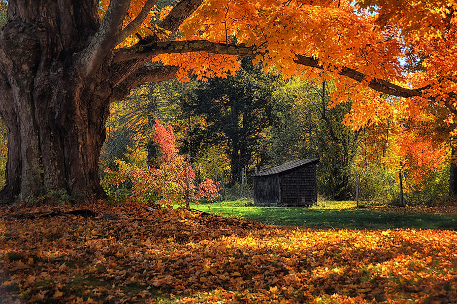 Autumn Brilliance Photograph by Tricia Marchlik