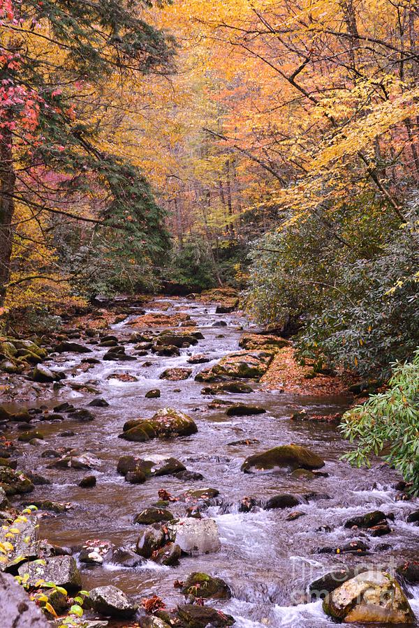 Autumn Brook Photograph by Daniel Schlosser | Fine Art America