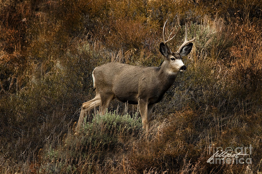 Rocky Mountain National Park Photograph - Autumn Buck by Bon and Jim Fillpot