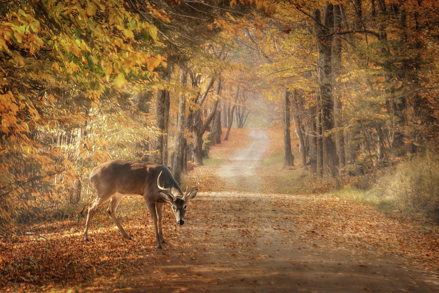 Autumn Buck Photograph by Lori Deiter