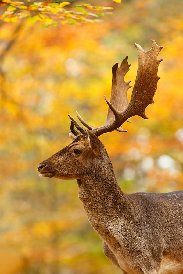 Deer Photograph - Autumn Buck by Roeselien Raimond