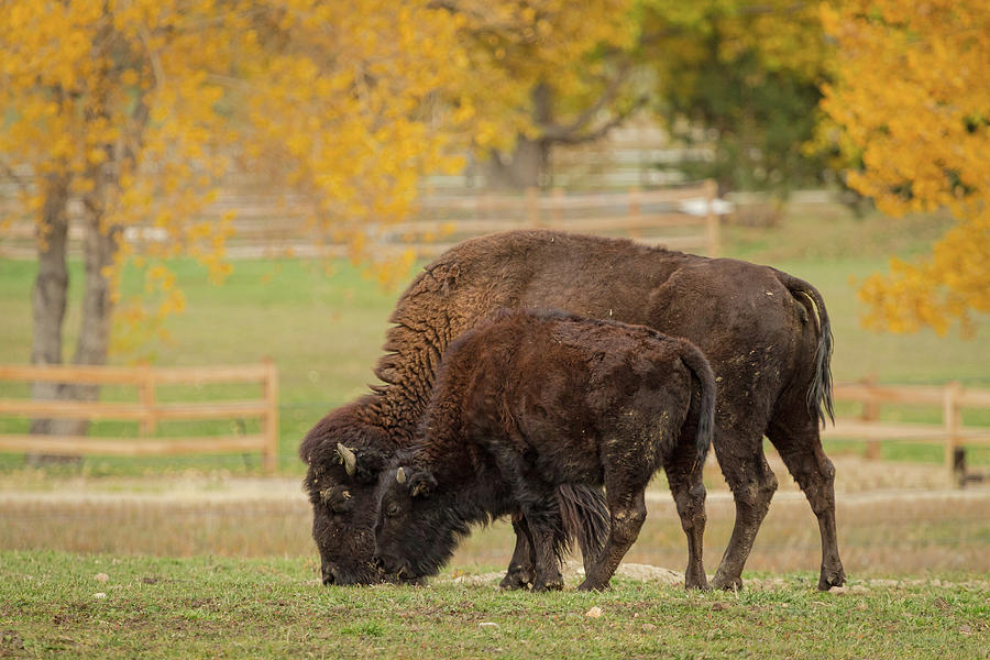 Autumn Buffaloes Cow and Calf Photograph by James BO Insogna