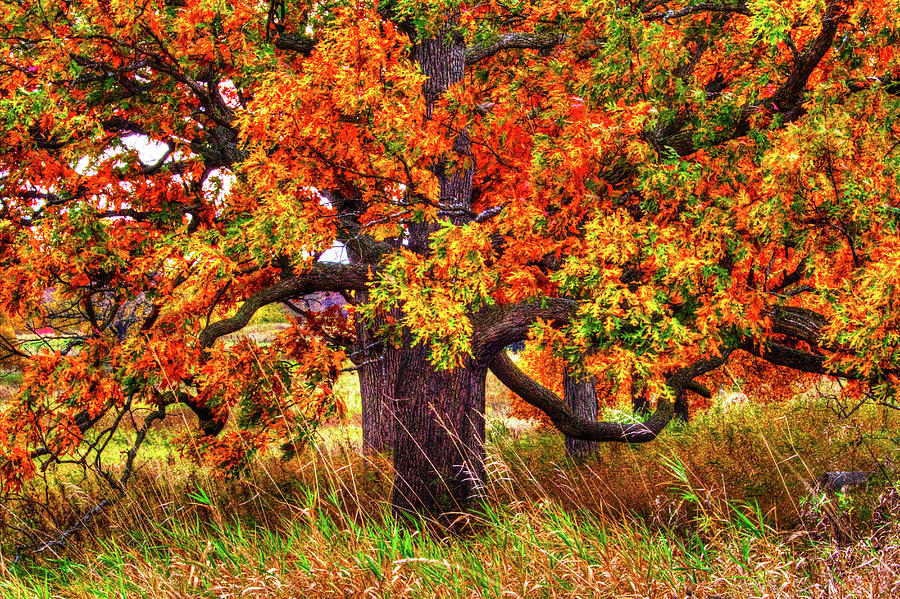 Autumn Burr Oak Photograph by Roger Passman