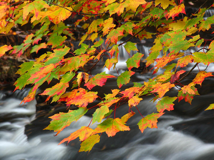 Nature Photograph - Autumn Burst by Juergen Roth