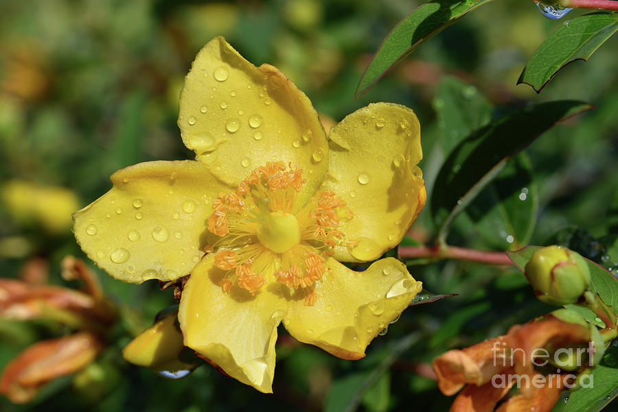 Autumn Buttercup with dewdrops Photograph by George Atsametakis