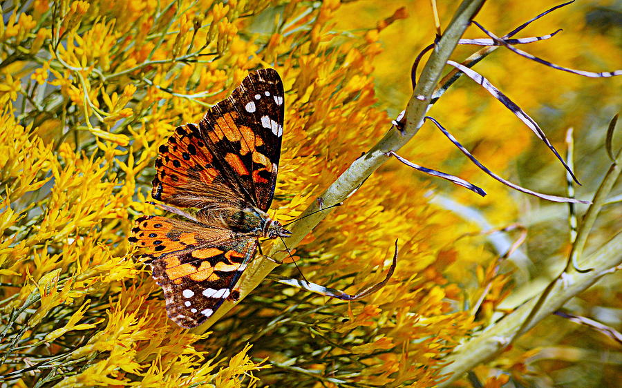 Autumn Butterfly Photograph