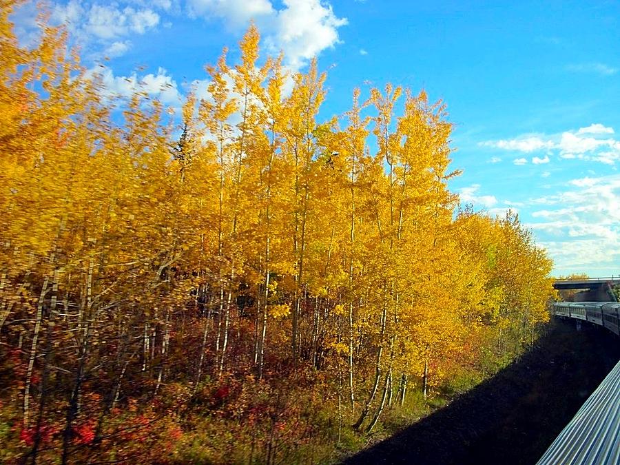 Autumn by Rail in Canada Photograph by Betty Buller Whitehead