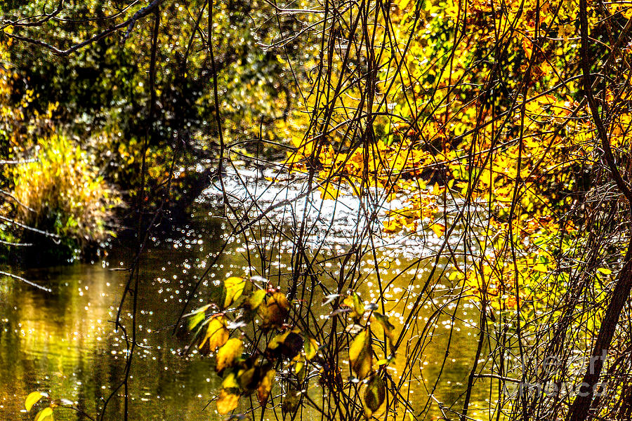 Autumn by the Creek Photograph by William Norton