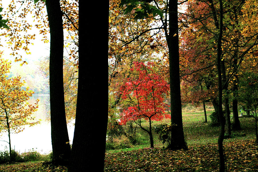 Woods Photograph - Autumn by the Lake by Douglas Barnett
