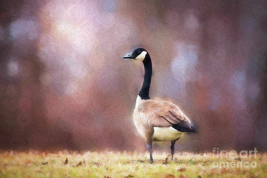 Autumn Canada Goose Photograph by Sharon McConnell