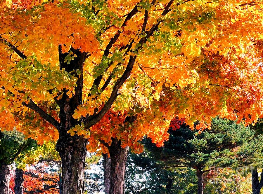 Autumn Canopy Photograph