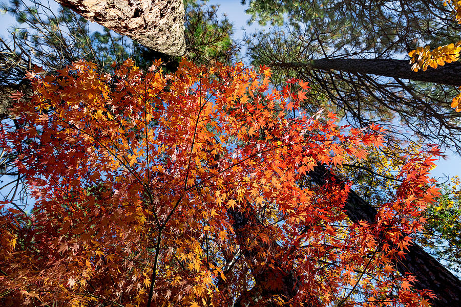 Autumn Canopy in Orange Photograph by Kathleen Bishop