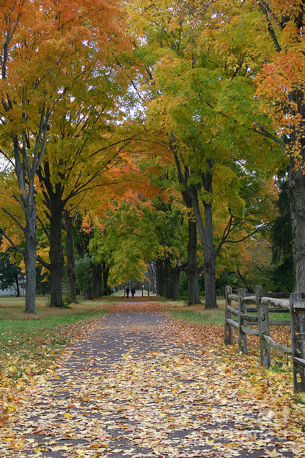 Autumn Canopy Photograph by Kelly S Andrews - Fine Art America