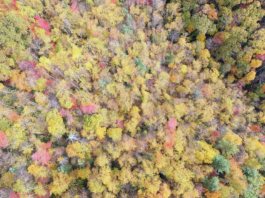 Autumn Canopy Photograph by M C Hood