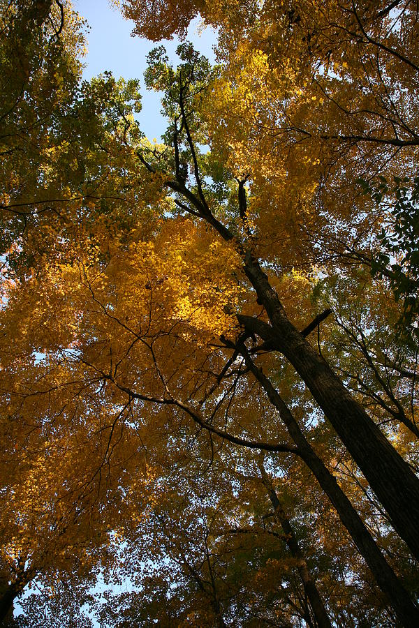 Autumn Canopy Photograph by Shari Jardina