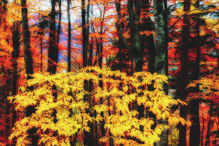 Autumn Canvas Photograph by Mountain Dreams