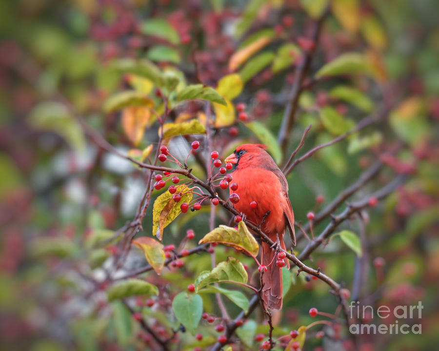 Autumn Cardinal in the Berries Photograph by Kerri Farley