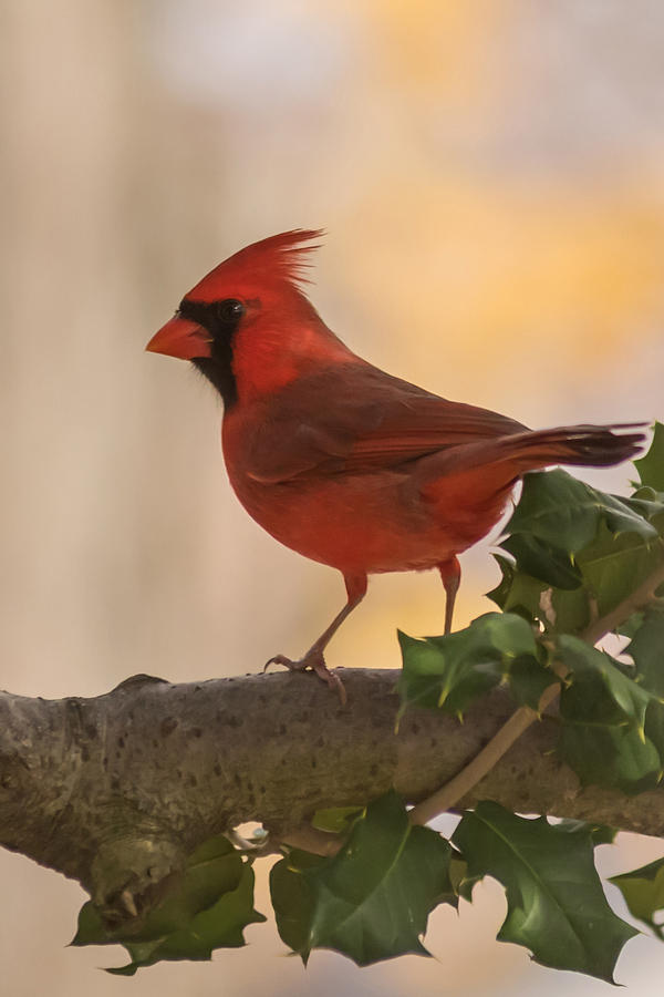 Autumn Cardinal New Jersey Photograph by Terry DeLuco