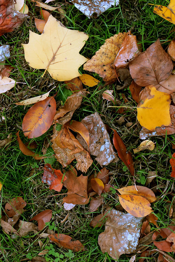 Autumn Carpet 001 Photograph by Dorin Adrian Berbier