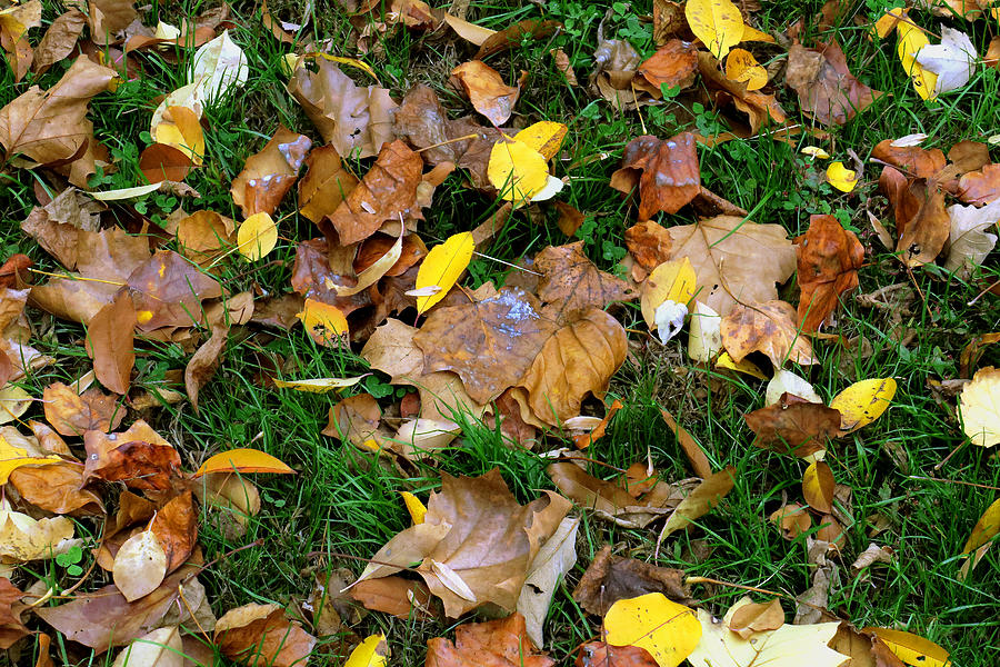 Autumn Carpet 002 Photograph by Dorin Adrian Berbier