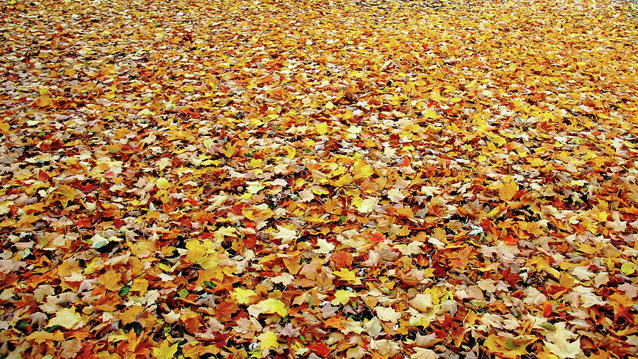 Fall Photograph - Autumn Carpet by Debbie Oppermann