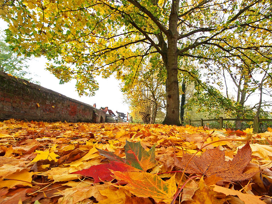Autumn Carpet Photograph by Gill Billington
