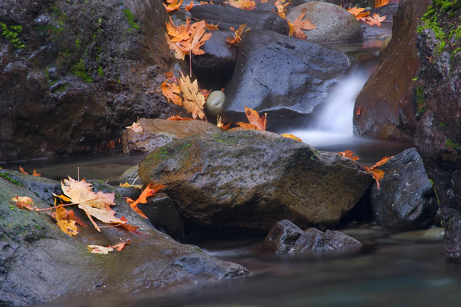 Autumn Cascades Photograph by Michael Dawson