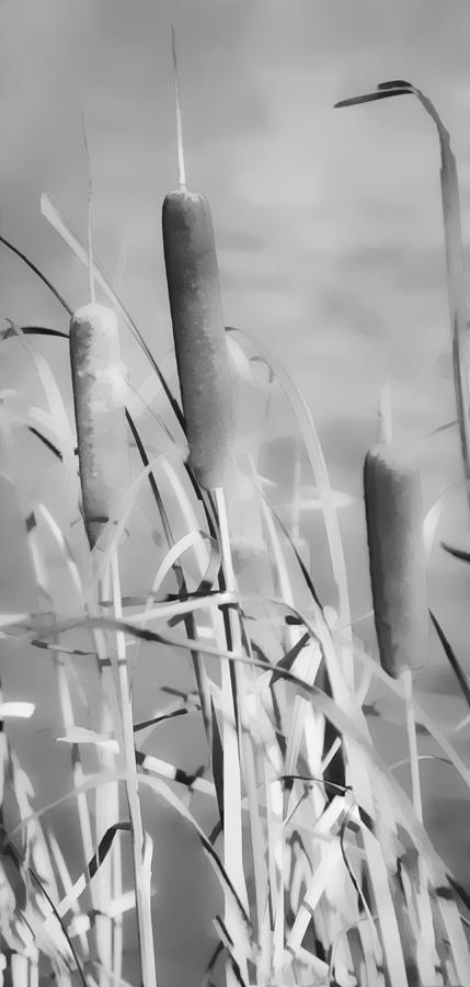 Cattail Whispers Photograph by Greg Jackson