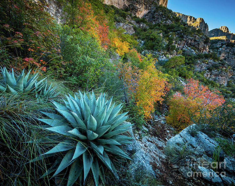 Autumn Century Plants Photograph by Inge Johnsson