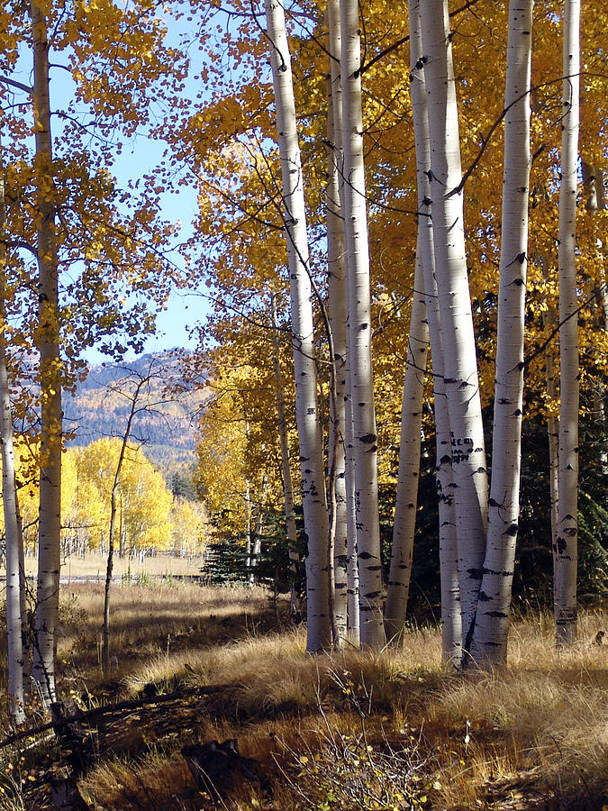 Autumn Chama New Mexico Photograph by Kurt Van Wagner