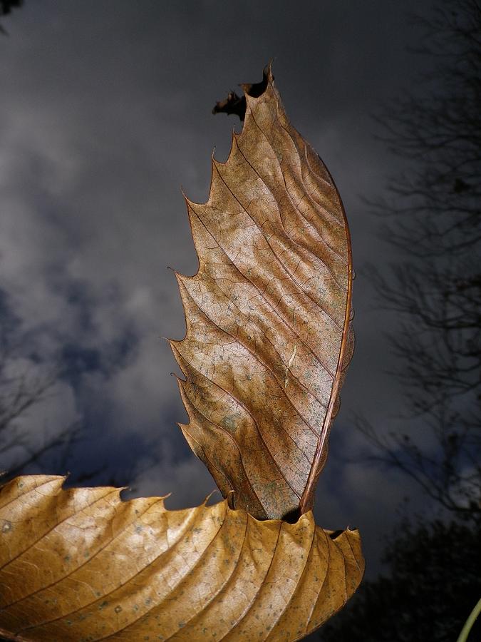Autumn Chestnut Leaf Boat Photograph by Richard Brookes