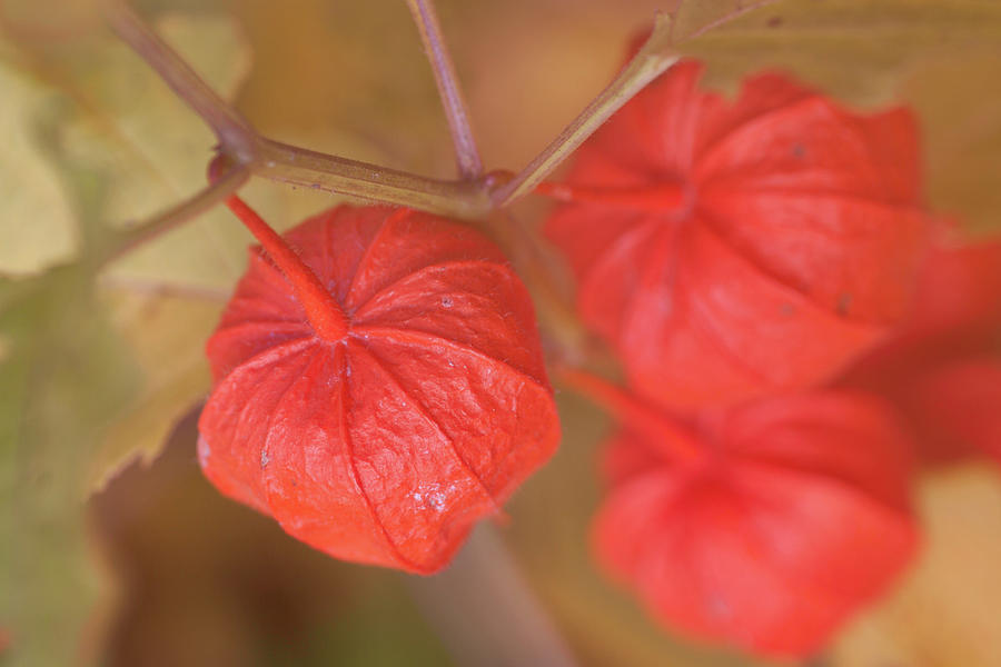 Autumn Chinese Lantern Photograph by Jeff Folger