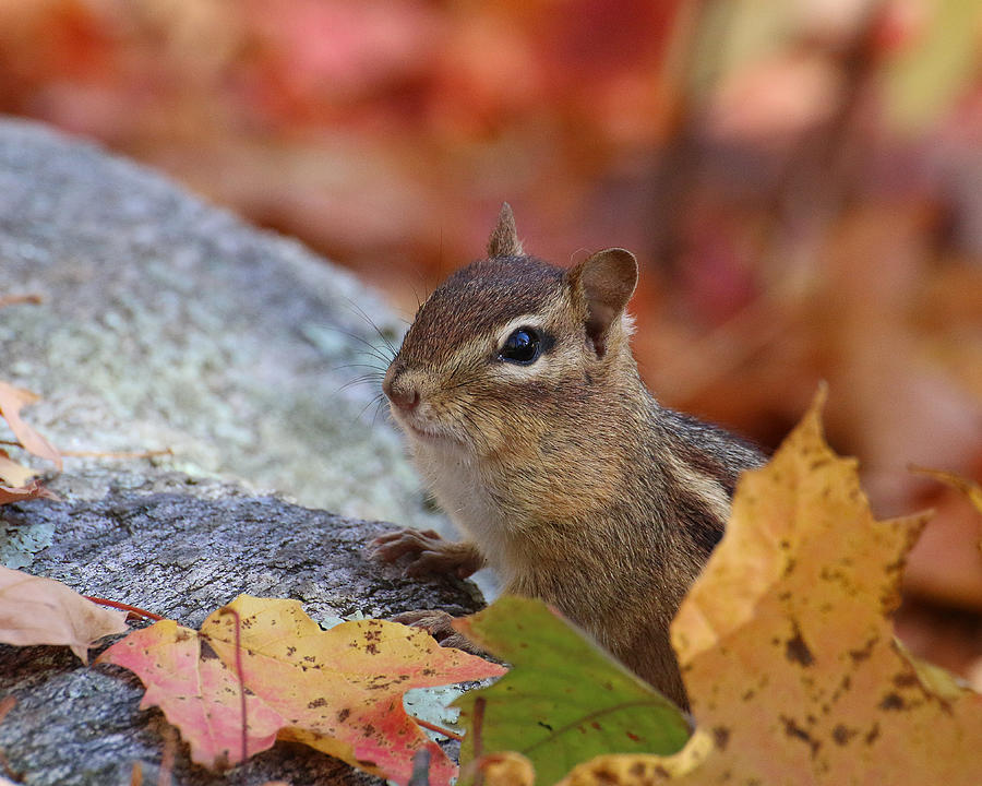 Autumn Chipmunk Photograph by William Selander