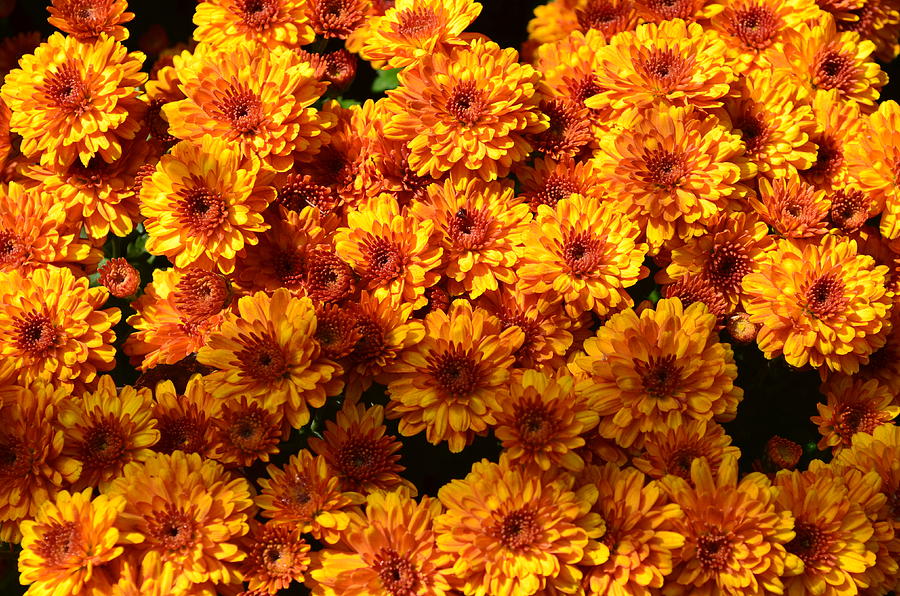 Autumn Chrysanthemums Photograph by Ally  White