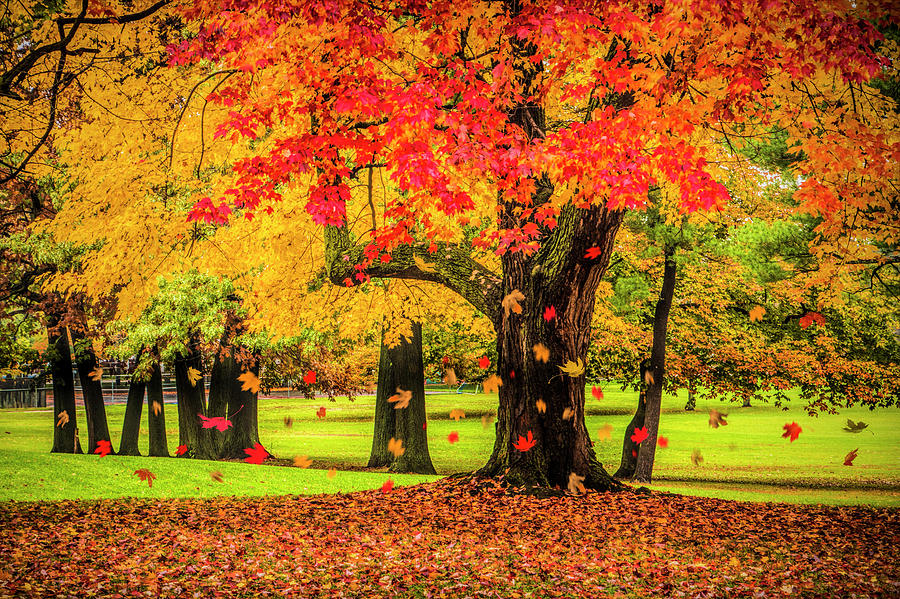 Autumn City Park Scene with Falling Leaves Photograph by Randall Nyhof