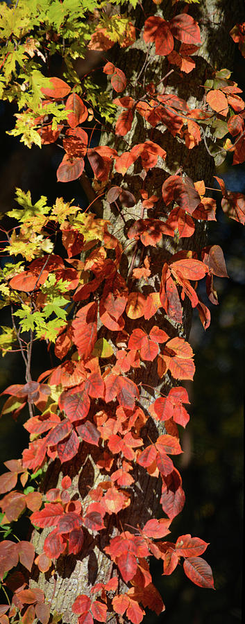 Autumn Climb Photograph by Bonfire Photography