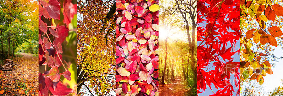 Fall Photograph - Autumn collage by Delphimages Photo Creations