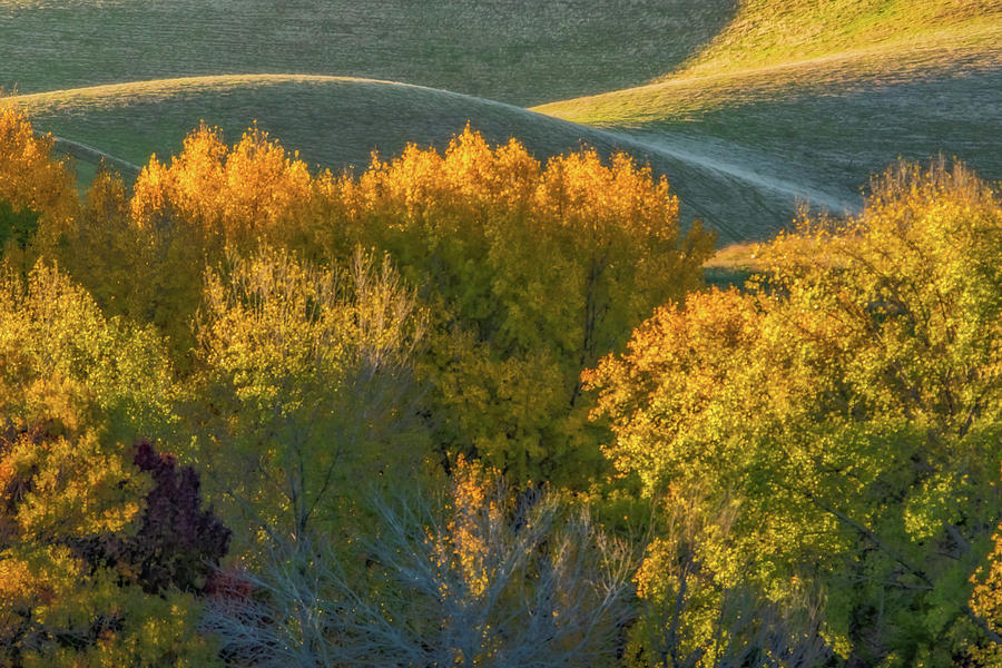 Autumn Color and Green Hills Photograph by Marc Crumpler