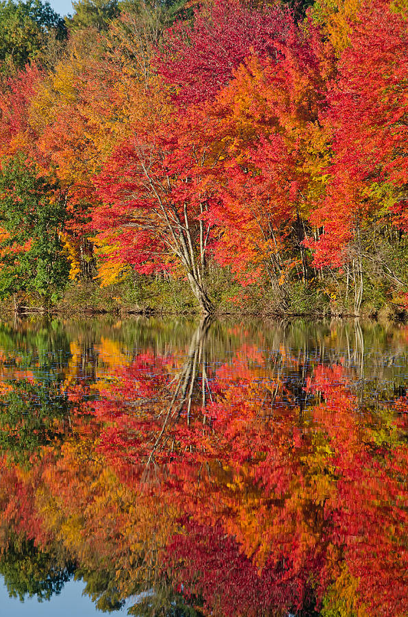 Autumn color Androscoggin river Lisbon Falls Maine Photograph by Floyd ...