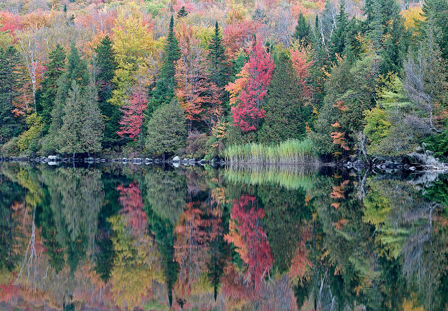 Autumn color at Ricker Pond in Groton State Park, Vermont. Photograph