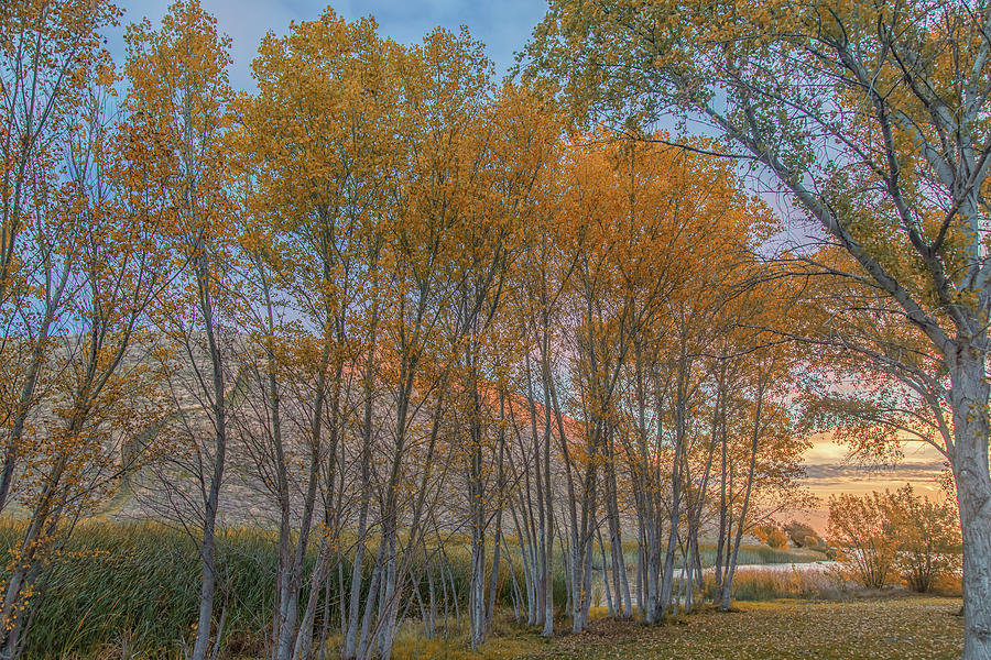 Autumn Color at Sunrise Photograph by Marc Crumpler