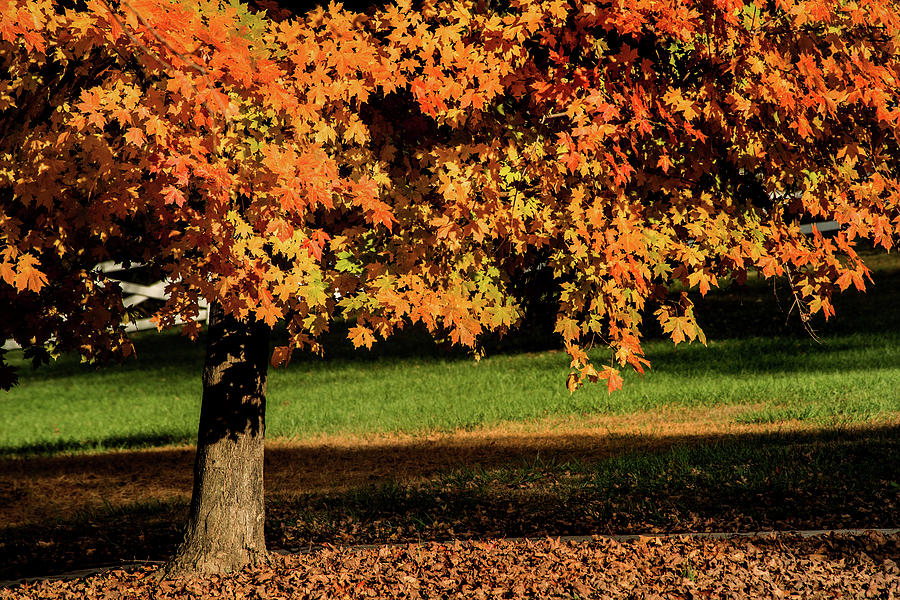 Autumn Color Photograph by Don Johnson