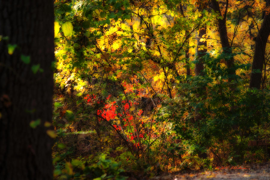 Autumn Color Photograph by Ed Peterson